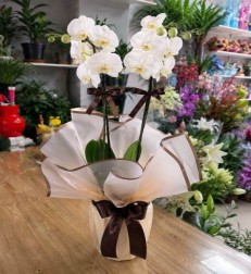 beyaz-zarafet-dendrobium-orkide.jpeg